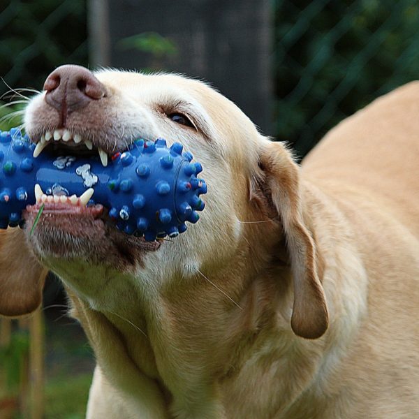 Should Pet Parents Use Medication for Behavior Problems?