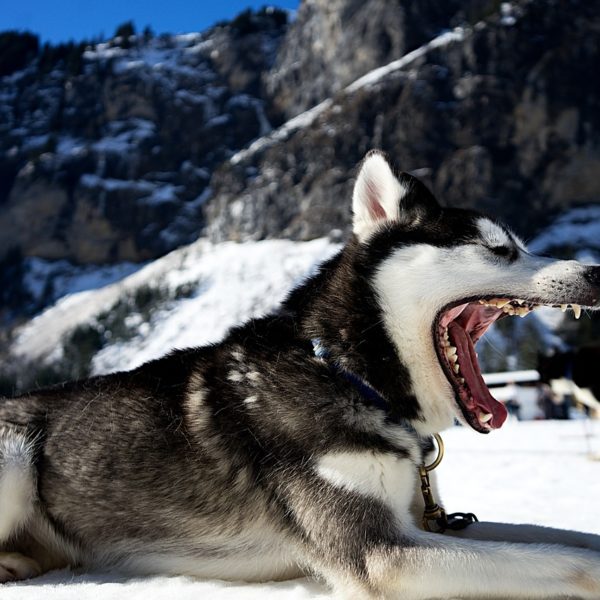 Why Do Dog Dentals Cost So Much?