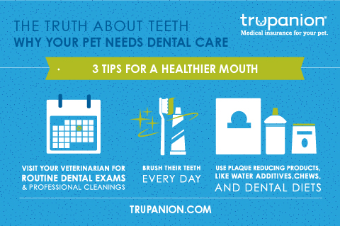 What You NEED to Know About Pet Dental Health