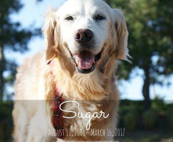 Sugar the Golden Retriever