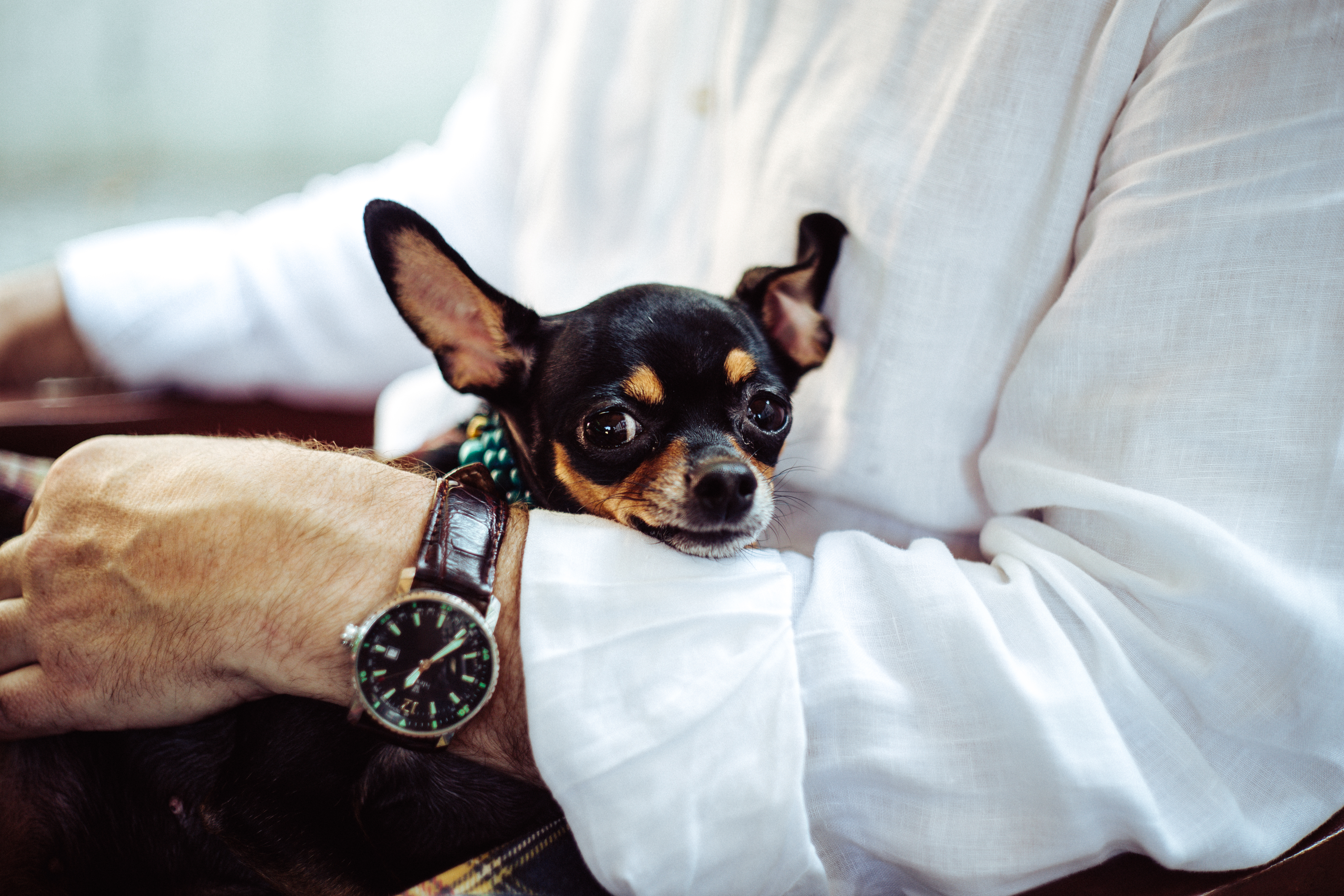 What You NEED to Know About Pet Dental Health