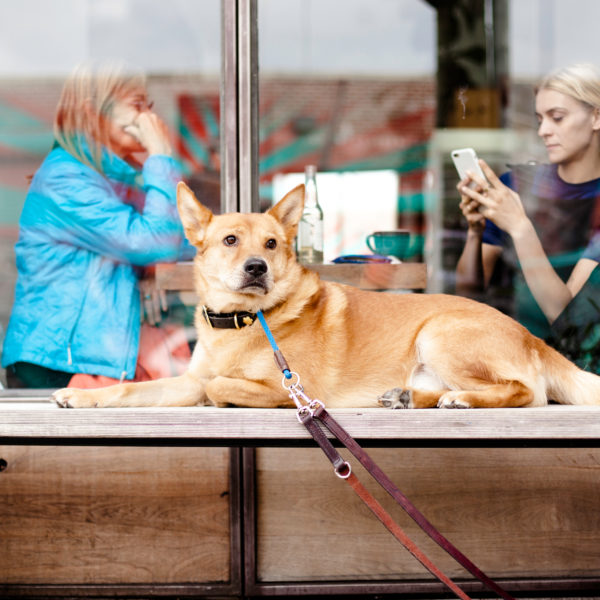 You Can't Afford Your Dog's Veterinary Bill, Now What?