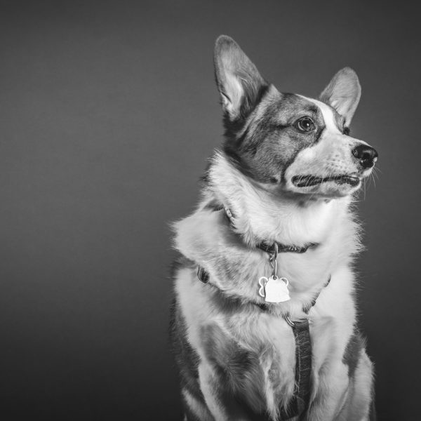 Why You Should Adopt & Foster - Petcurean