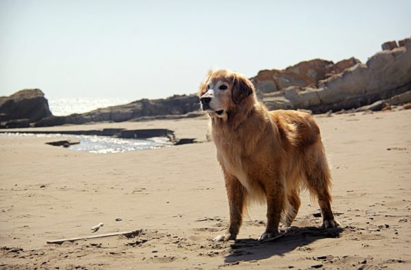 Schedule a Photoshoot with Your Pet + A Special Discount!