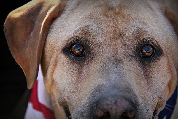 Schedule a Photoshoot with Your Pet + A Special Discount!
