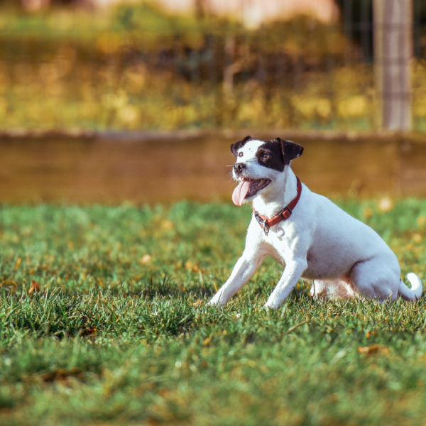 Top 4 Bay Area Dog Hikes