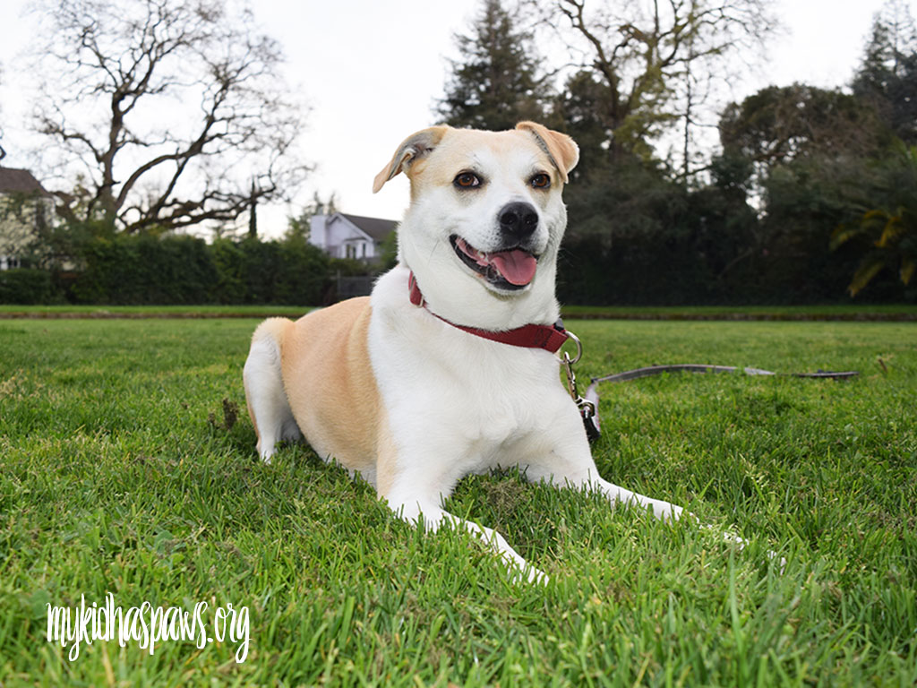 Embark Dog DNA Test - Learning More About Your Dog
