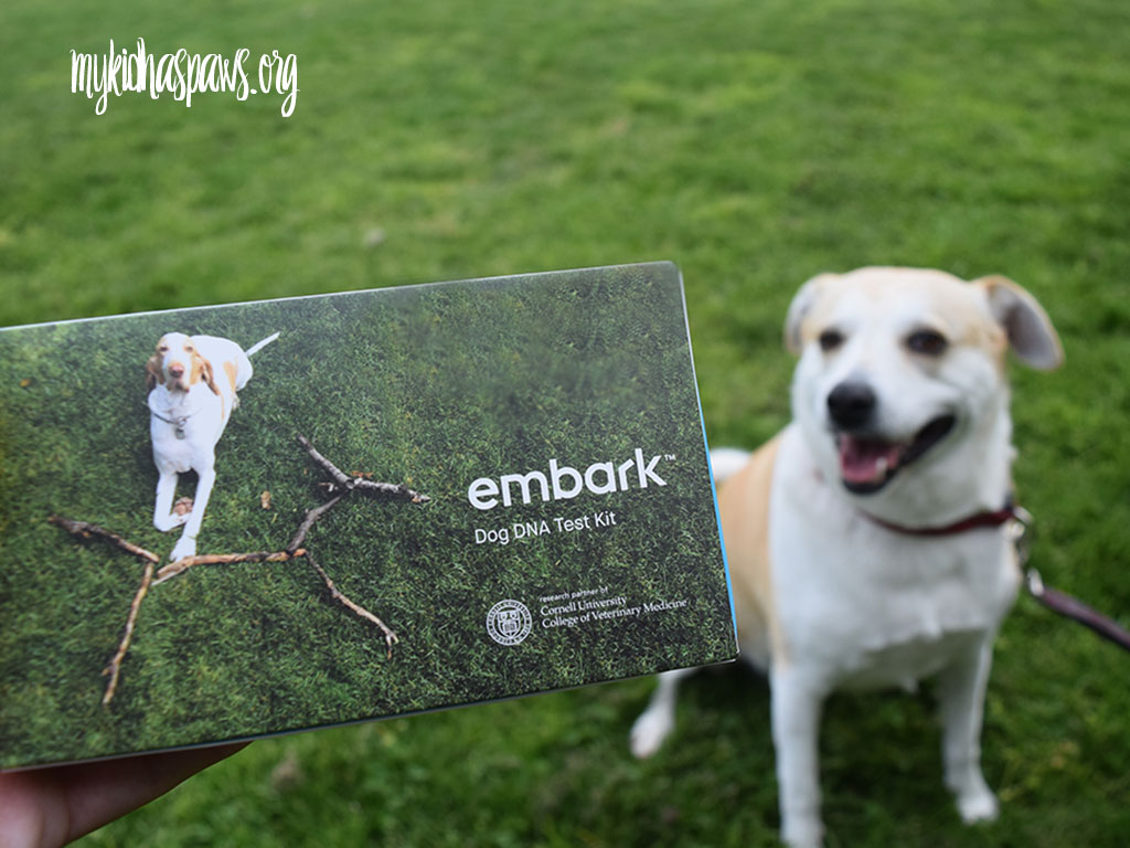 Embark Dog DNA Test - Learning More About Your Dog