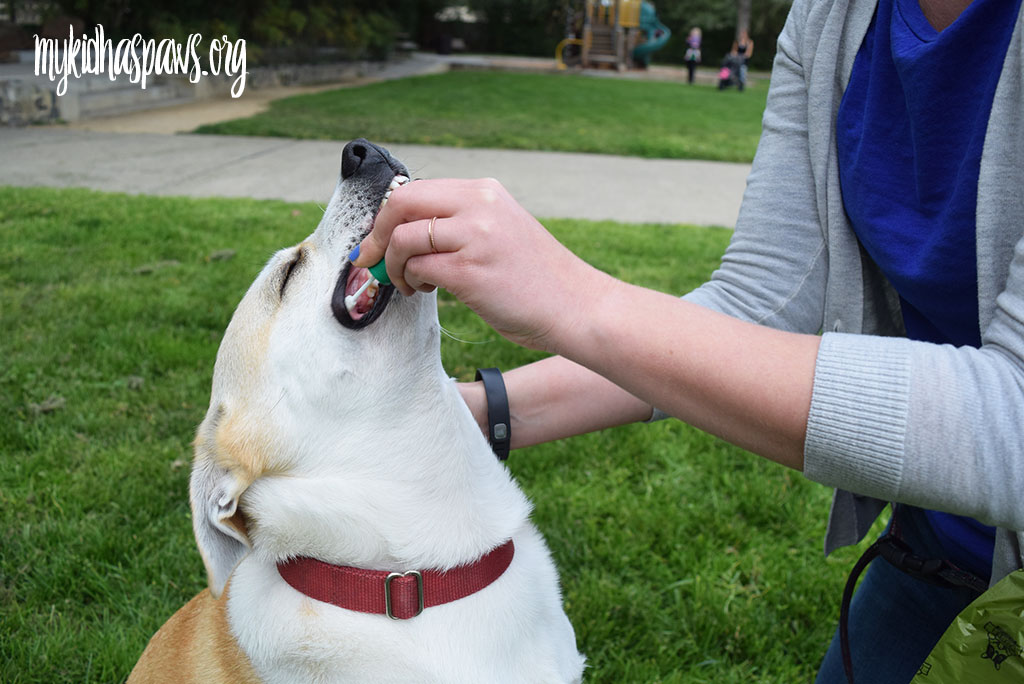 Embark Dog DNA Test - Learning More About Your Dog
