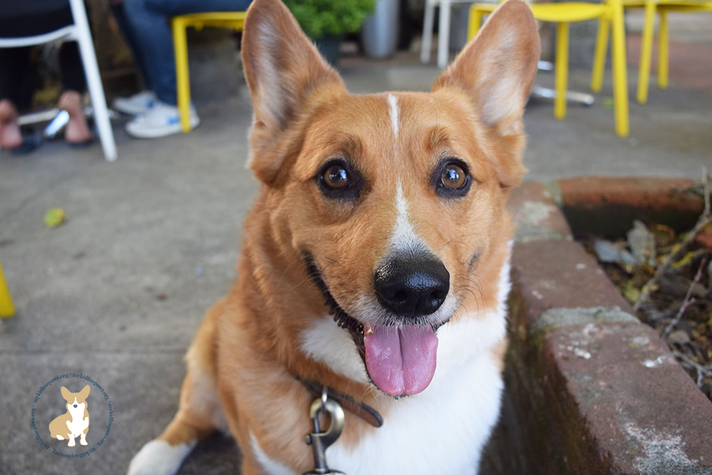 Red Roof Inn - The Perfect Place for a Pet-Friendly Vacation #PetsStayFree