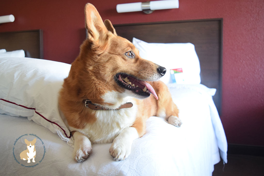 Red Roof Inn - The Perfect Place for a Pet-Friendly Vacation #PetsStayFree
