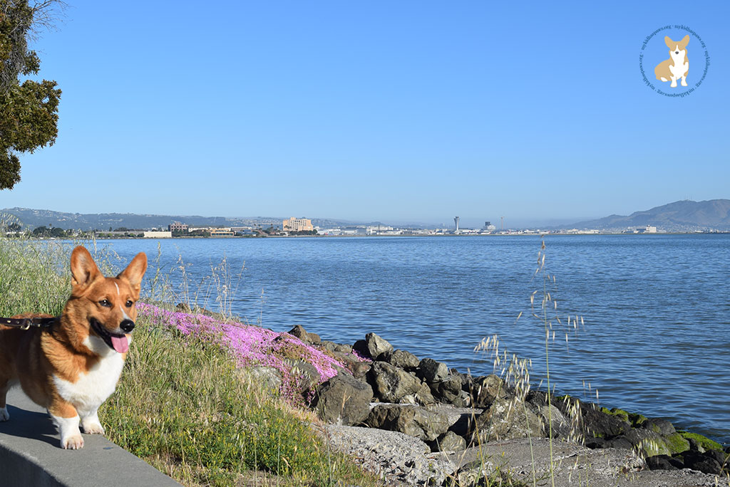Red Roof Inn - The Perfect Place for a Pet-Friendly Vacation #PetsStayFree