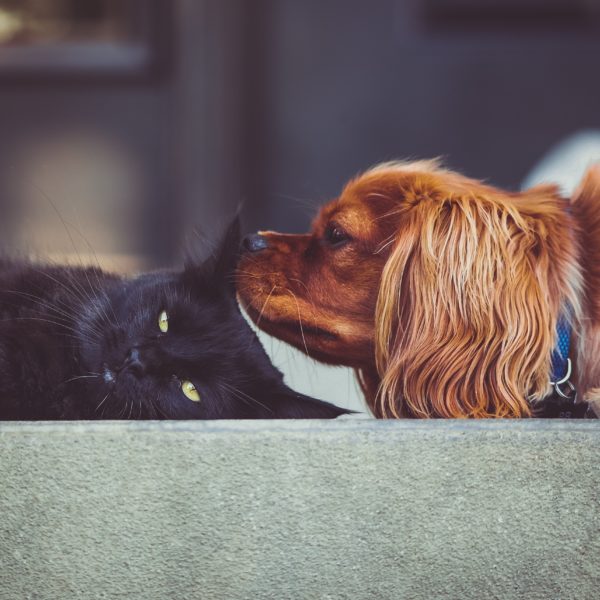 Do You Care About Where Your Pet's Food Comes From? #GATHERtogether