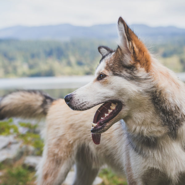 Do You Know Your Pet's Vitals?