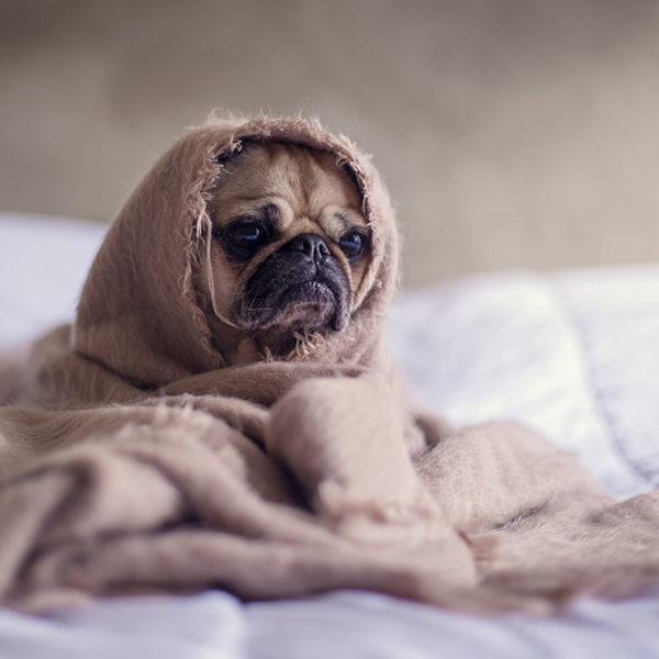 Is Your Pet Improving Your Mental Health?