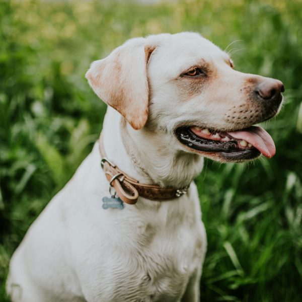 Summer Time Travel and Activities with Petcurean