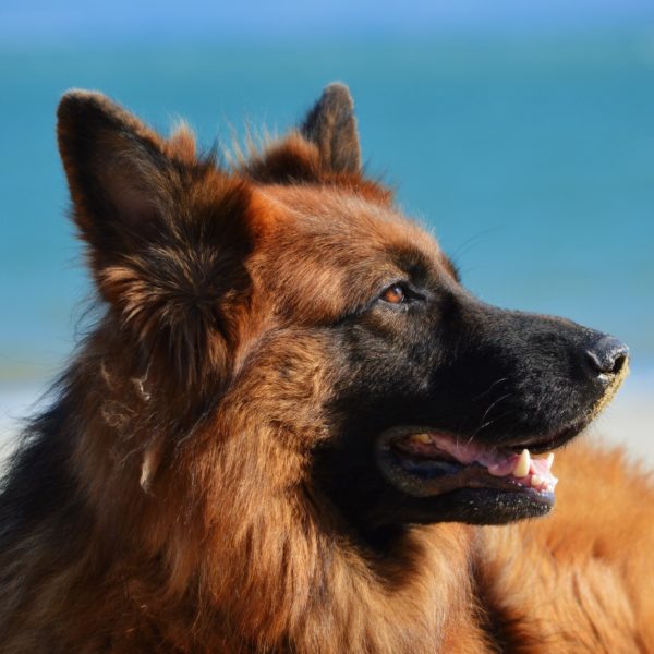 Cold Laser Therapy for Dogs: A Revolution in Arthritis Treatment
