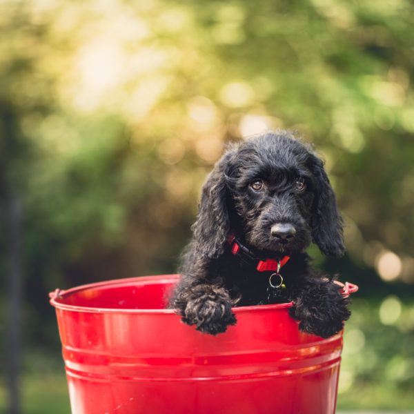 Fighting the Flea and Tick Problem with Only Natural Pet