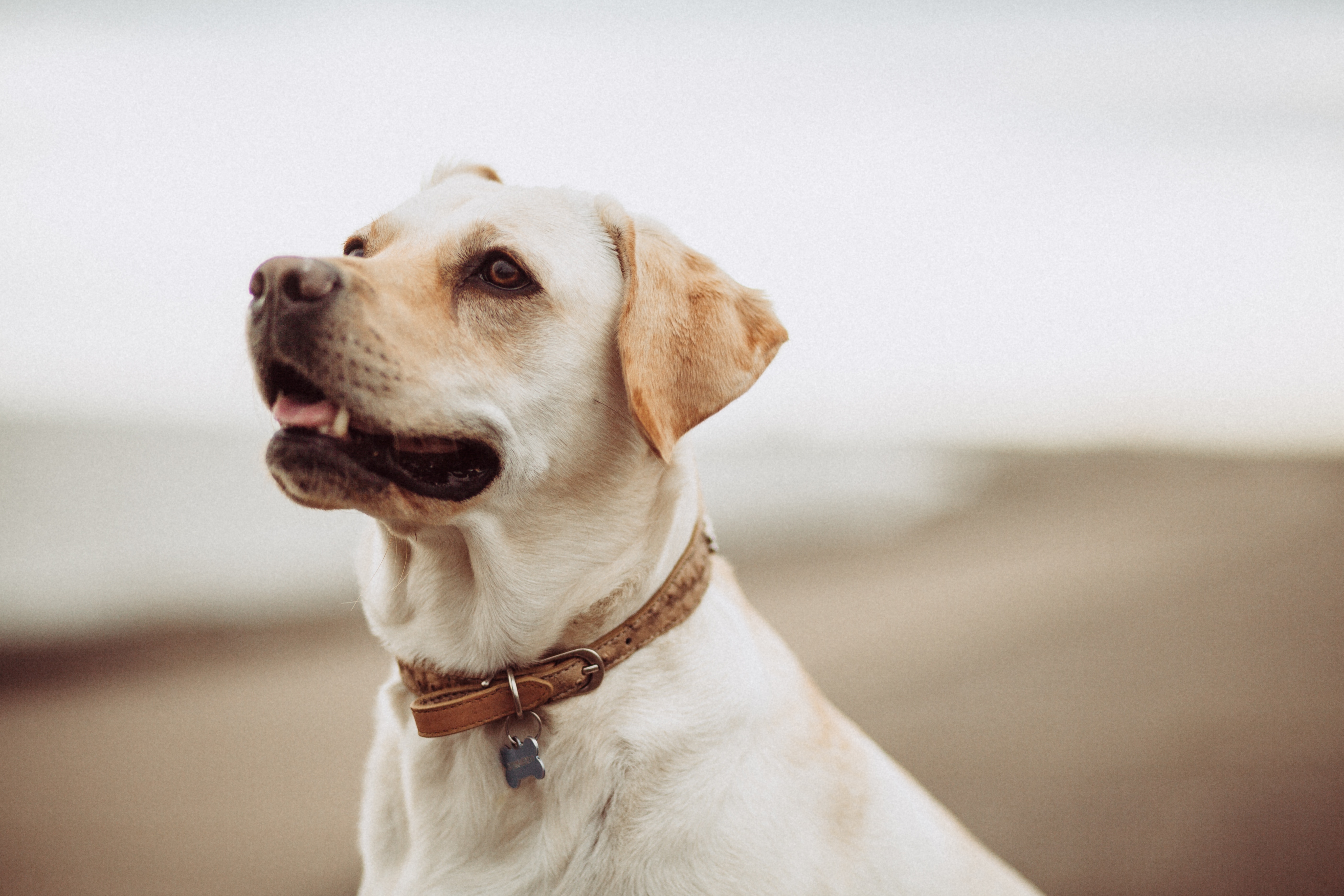 Trupanion Summer Safety Series: Beach Safety for Pets