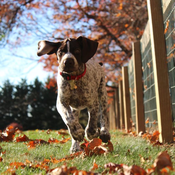 The Importance of Protein - Petcurean