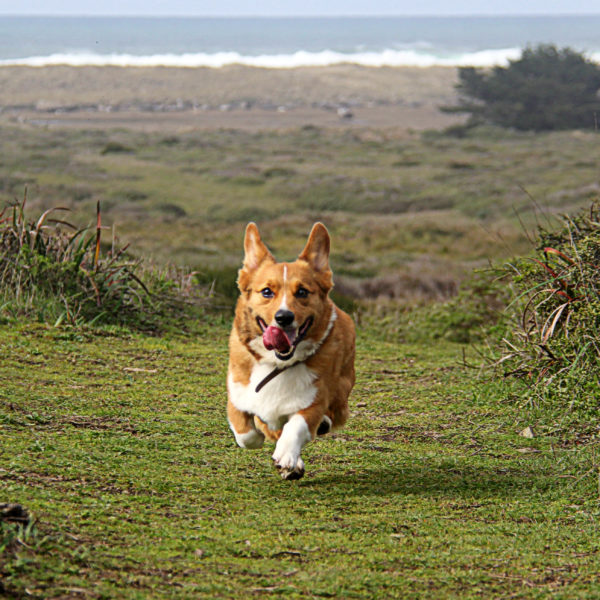 "What Do Your Feed Rooney?" - Petcurean