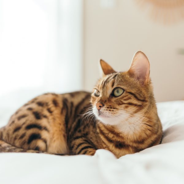 Move-In Day Essentials for Your Pets - with Casper