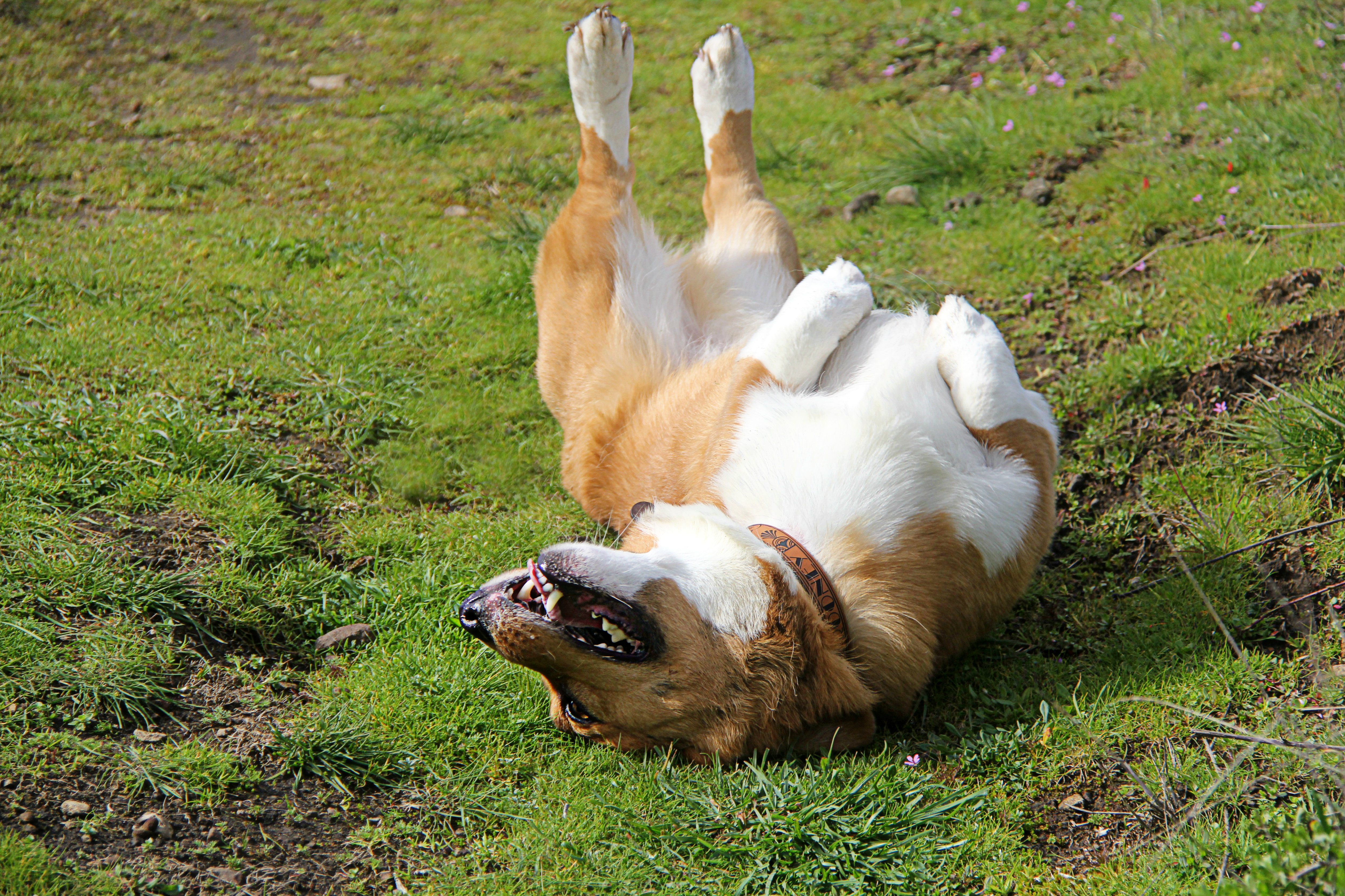 Should You Adopt a Corgi? Adopt A Shelter Pet Month with Petcurean