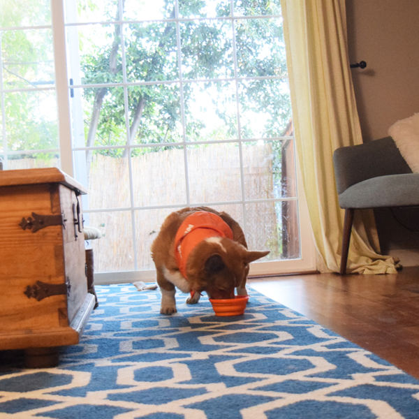 IKEA's New Pet Line + A Giveaway