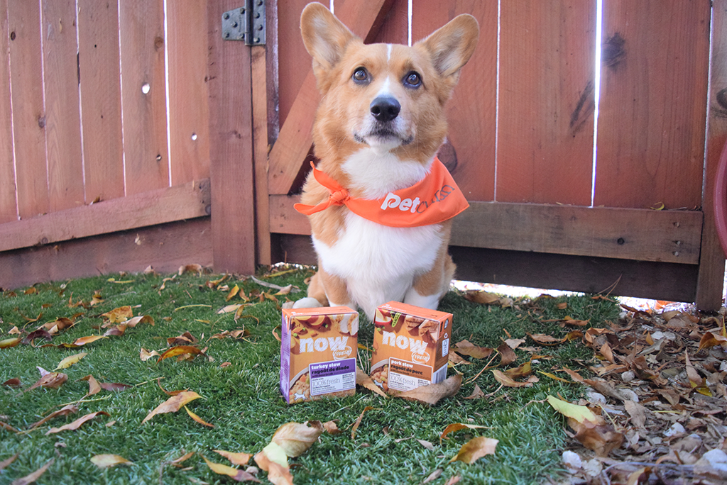Happy Thanksgiving! - Rooney's Thanksgiving Dinner with Petcurean