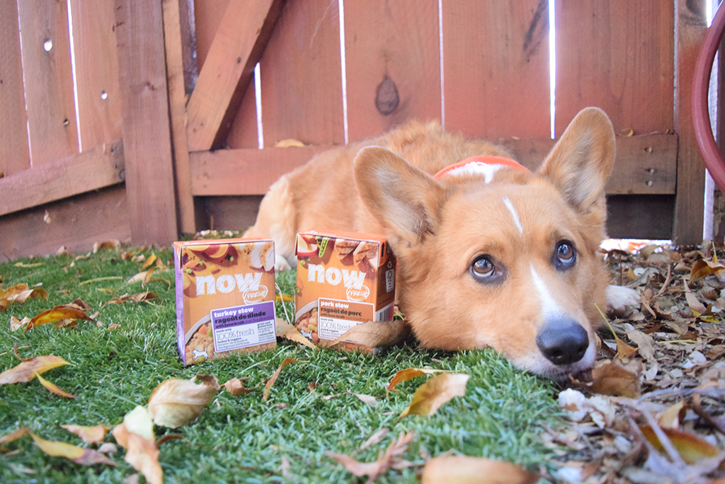 Happy Thanksgiving! - Rooney's Thanksgiving Dinner