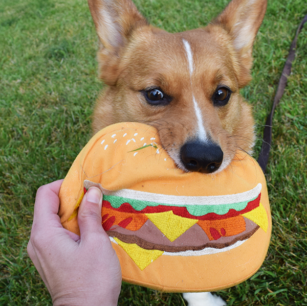 Corgi with a Pridebite Toy