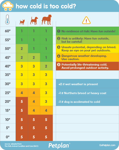 14 Ways to Prepare Your Pet for Winter