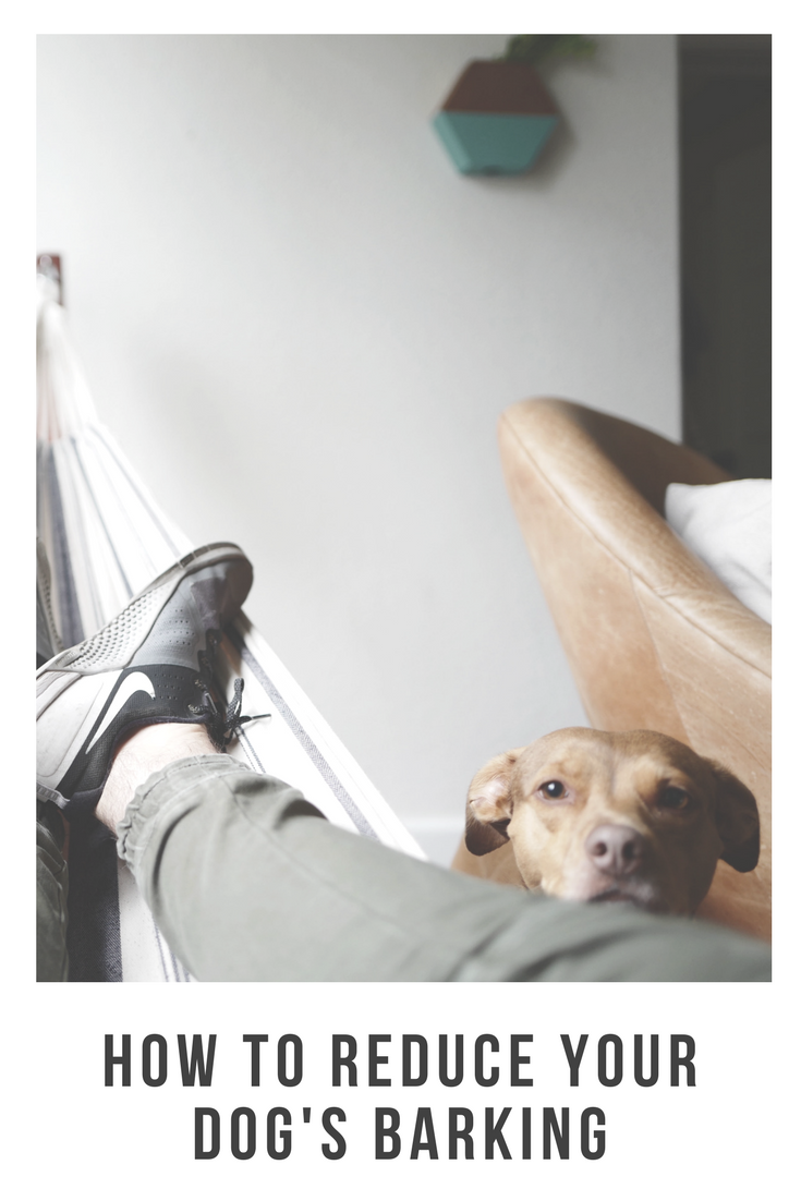 How to Reduce Your Dog's Barking