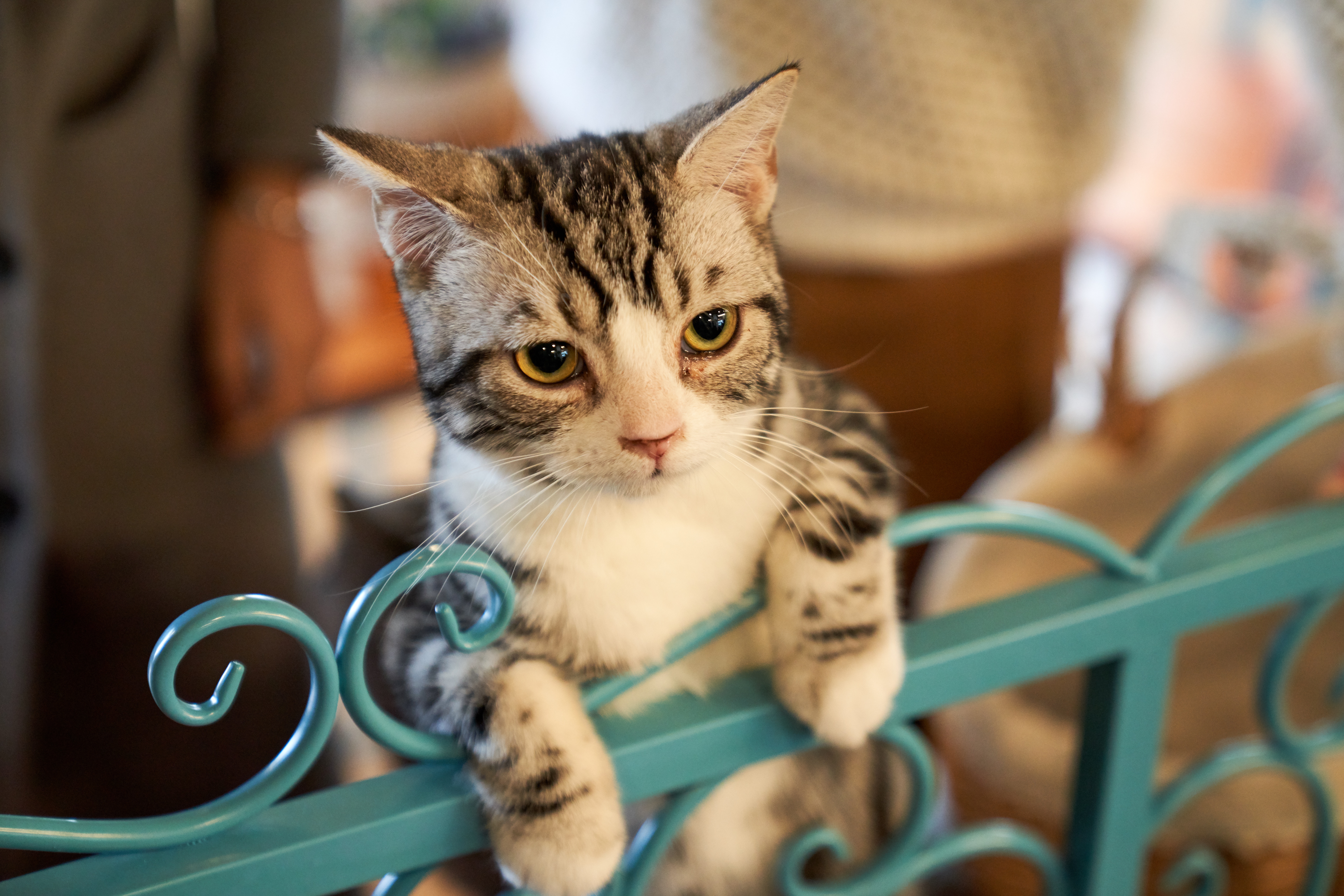National Animal Poison Prevention Week - Petcurean