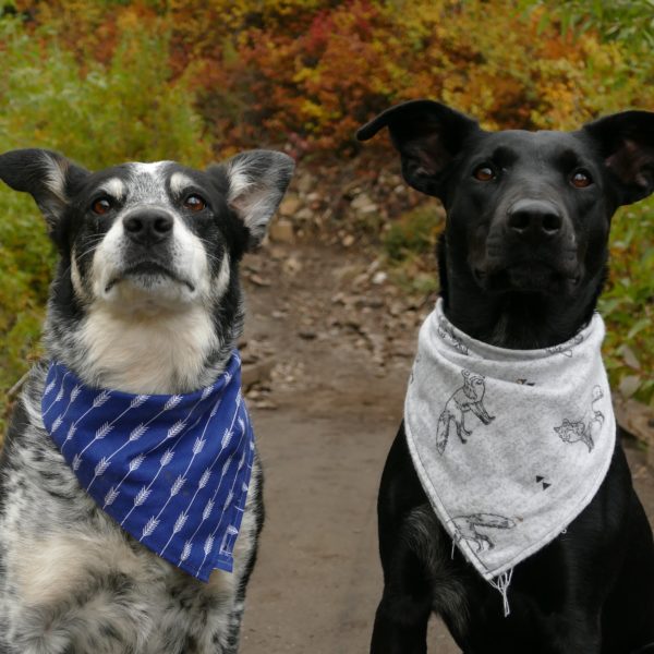 National Animal Poison Prevention Week - Petcurean
