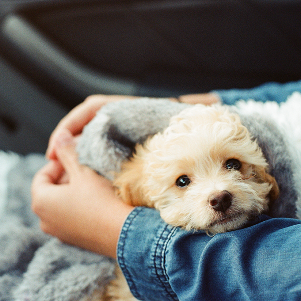 Can You Improve Your Pet's Dental Health with Their Food? - Petcurean