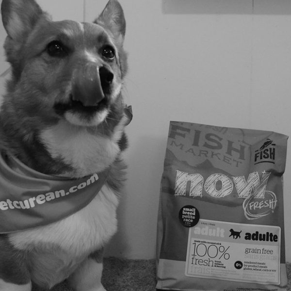 Can Corgis Eat Small Breed Dog Food? - Petcurean
