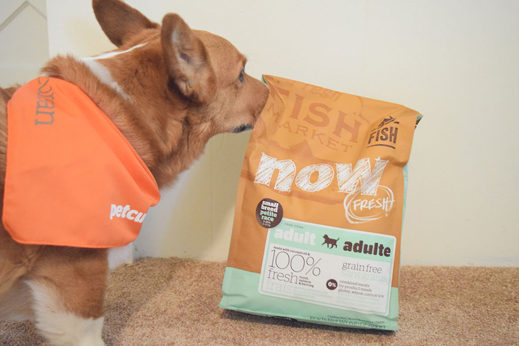Can Corgis Eat Small Breed Dog Food? - Petcurean