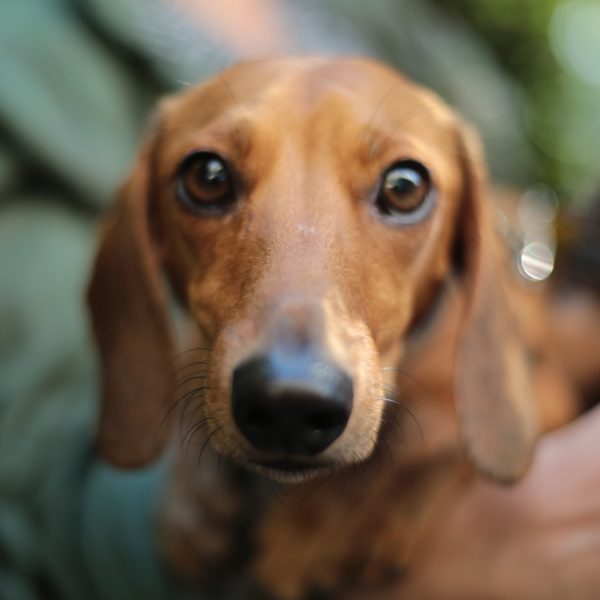 National Adopt a Shelter Pet Day!