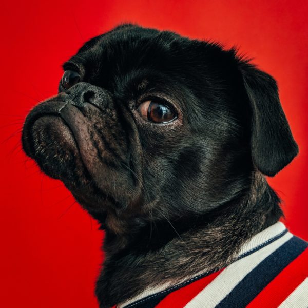 Uplift the Underdogs Contest: Petcurean's Commitment to Putting Pets First