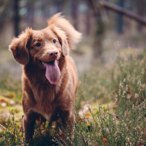 National Chip Your Pet Month