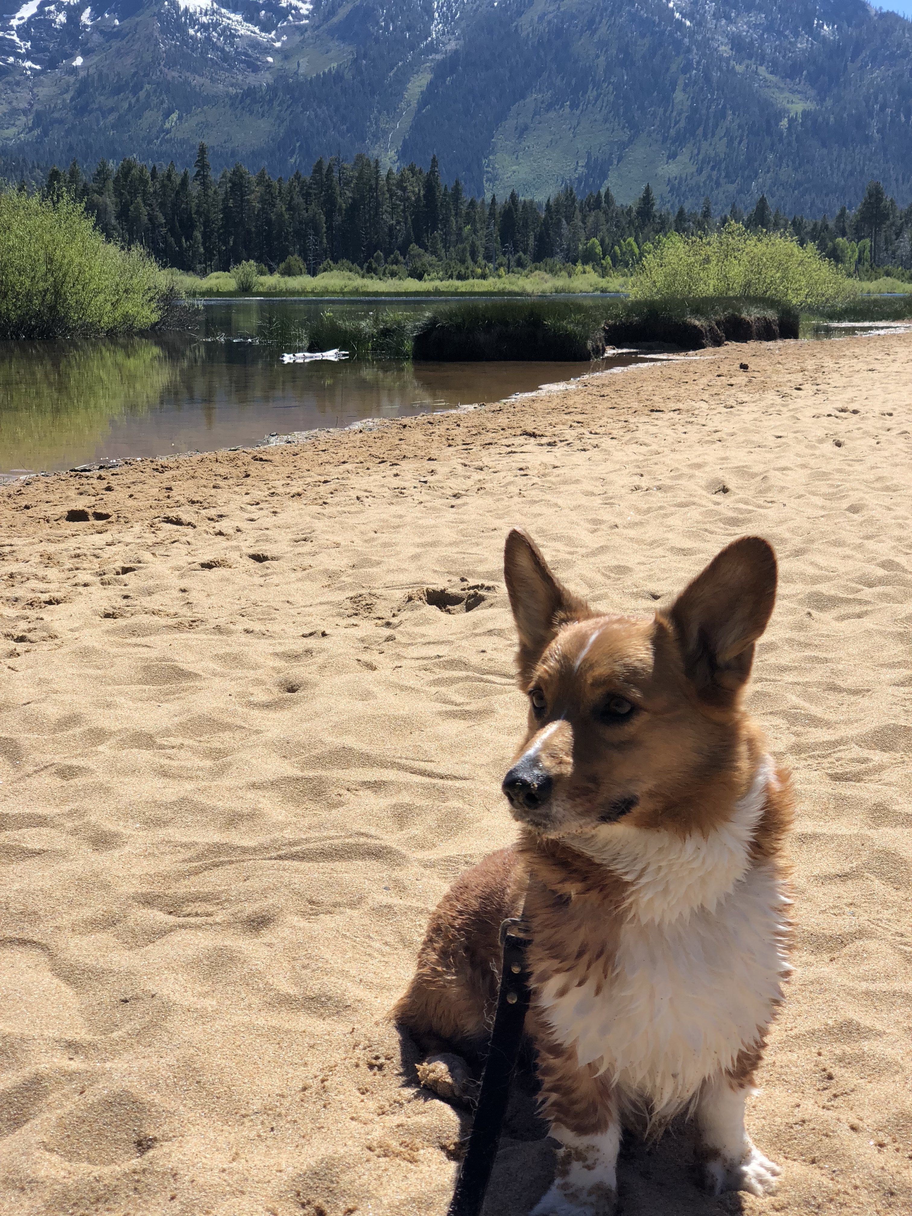 3 Popular Supplements For Improving Your Dog’s Overall Health