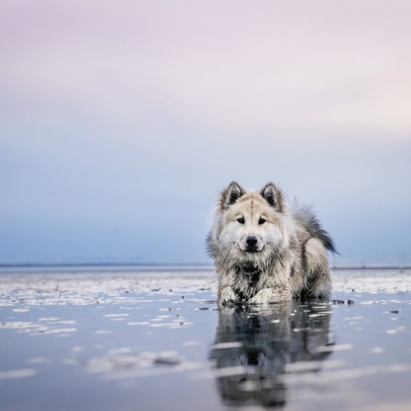 3 Popular Supplements For Improving Your Dog’s Overall Health