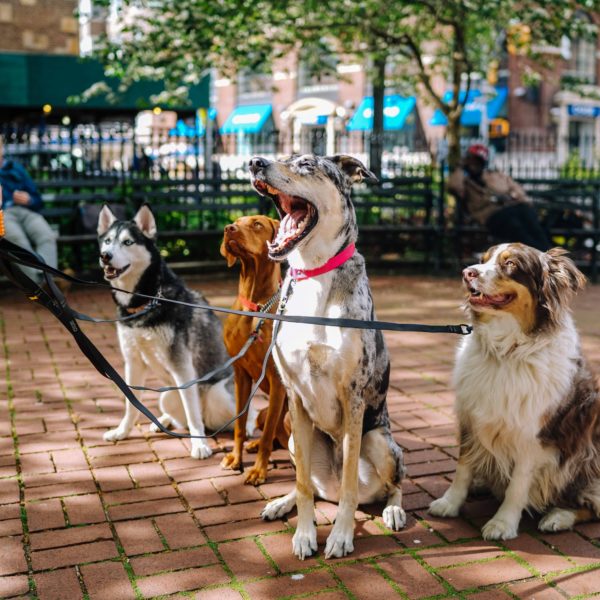 Should I Be Investing in Pet-Related Stocks?