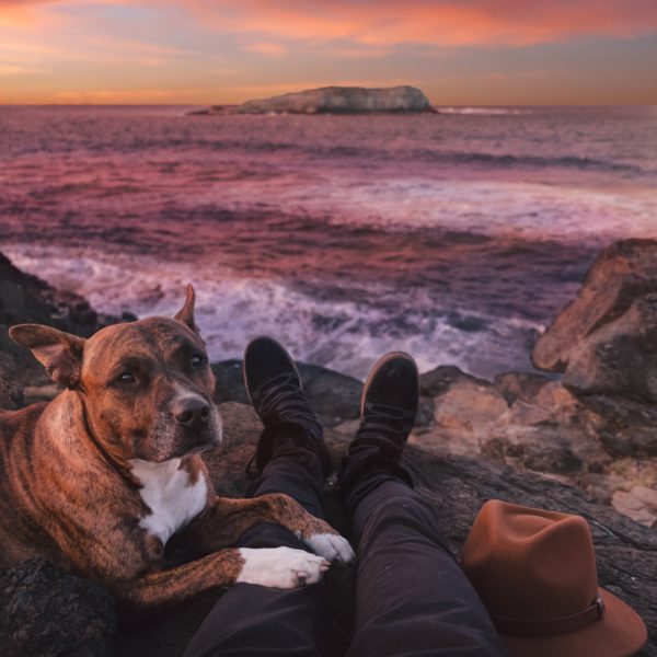 5 Myths About Shelter Dogs You Need to Know - Petcurean