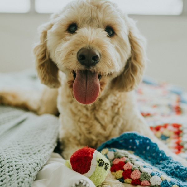 9 Dog-Friendly West Coast Airbnbs We Want to Visit!