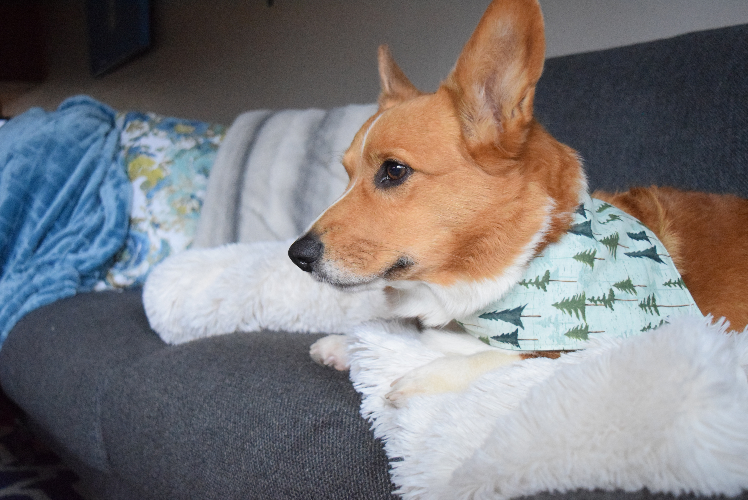 Prepping For the Holidays: How to Groom a Corgi