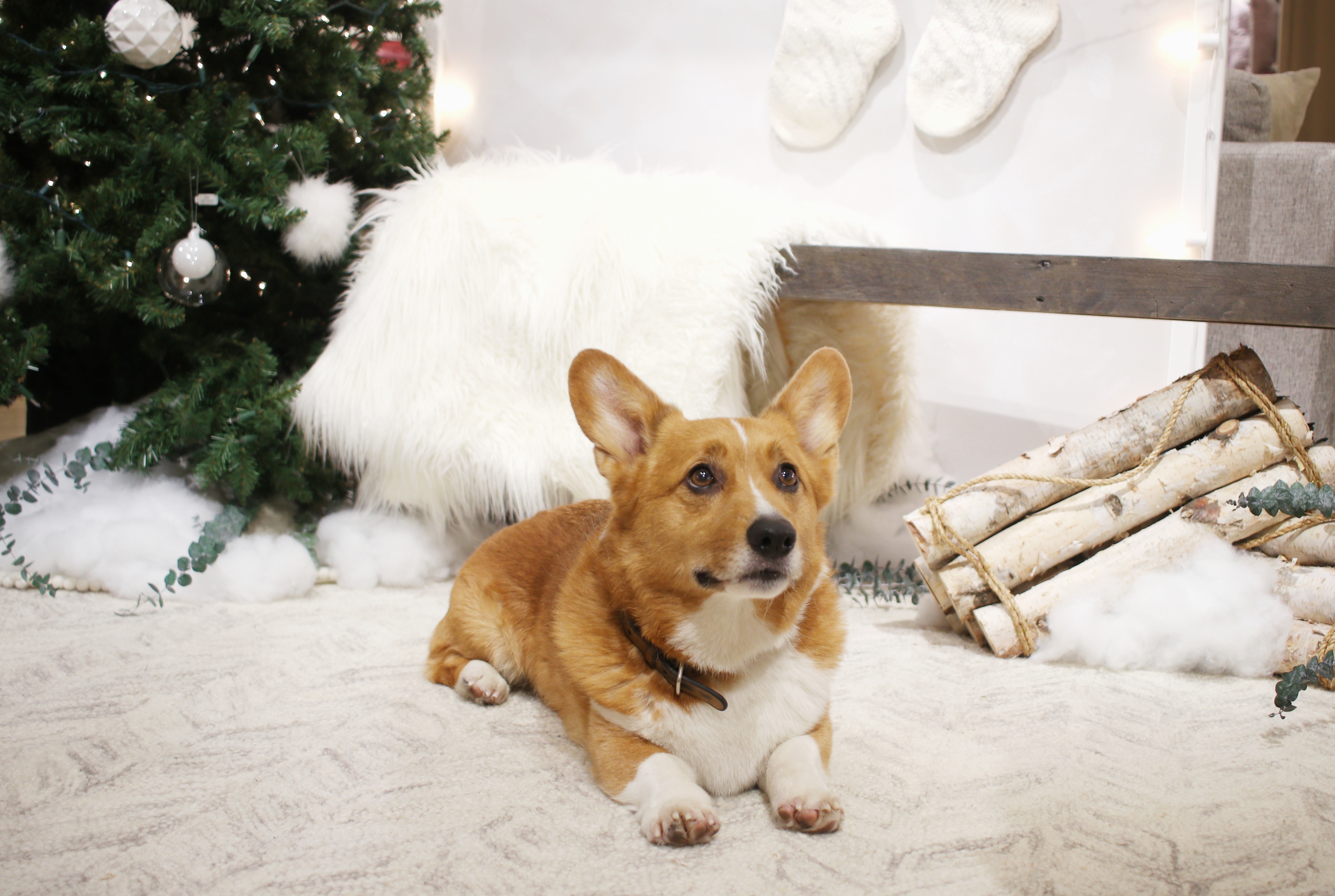 Are Christmas Tree Allergies a Thing?