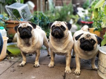 Are CBDs Good for My Pet?