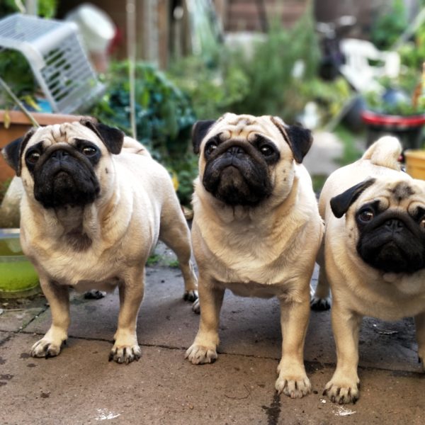 Are CBDs Good for My Pet?